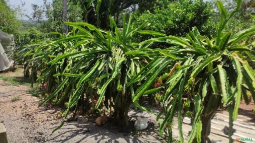 Mudas de Pitaya Imagem Mudas de Pitaya