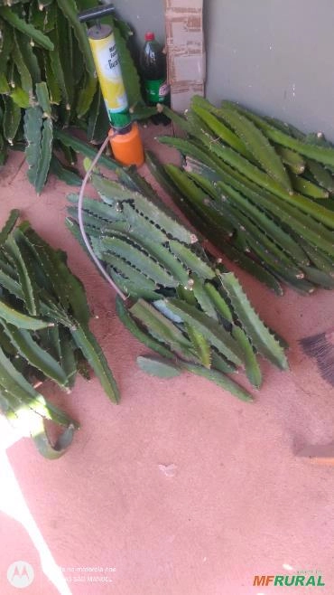 MUDAS DE PITAYA Imagem MUDAS DE PITAYA