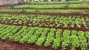 Ouro Verde: Indústria de Fertilizantes em Bauru - Oportunidade de Investimento Imperdível!