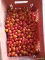 Tomate grape Imagem Tomate grape
