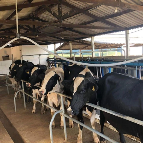 Atenção - Procuro propriedade para arrendamento!!! Imagem Atenção - Procuro propriedade para arrendamento!!!