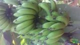 BANANAS MAÇA DIRETO DO PRODUTOR RURAL, PRODUTO DE PRIMEIRA QUALIDADE . Imagem BANANAS MAÇA DIRETO DO PRODUTOR RURAL, PRODUTO DE PRIMEIRA QUALIDADE .