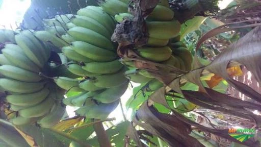 Imagem BANANAS MAÇA DIRETO DO PRODUTOR RURAL, PRODUTO DE PRIMEIRA QUALIDADE . Imagem BANANAS MAÇA DIRETO DO PRODUTOR RURAL, PRODUTO DE PRIMEIRA QUALIDADE .