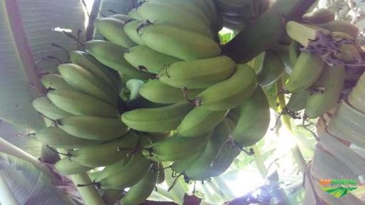 Imagem BANANAS MAÇA DIRETO DO PRODUTOR RURAL, PRODUTO DE PRIMEIRA QUALIDADE . Imagem BANANAS MAÇA DIRETO DO PRODUTOR RURAL, PRODUTO DE PRIMEIRA QUALIDADE .