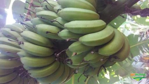 Imagem BANANAS MAÇA DIRETO DO PRODUTOR RURAL, PRODUTO DE PRIMEIRA QUALIDADE . Imagem BANANAS MAÇA DIRETO DO PRODUTOR RURAL, PRODUTO DE PRIMEIRA QUALIDADE .