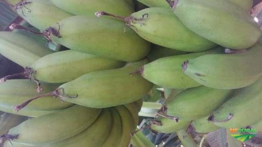 Imagem BANANAS MAÇA DIRETO DO PRODUTOR RURAL, PRODUTO DE PRIMEIRA QUALIDADE . Imagem BANANAS MAÇA DIRETO DO PRODUTOR RURAL, PRODUTO DE PRIMEIRA QUALIDADE .