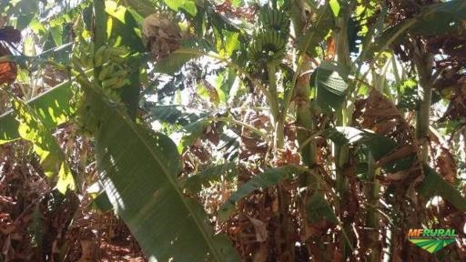 Imagem BANANAS MAÇA DIRETO DO PRODUTOR RURAL, PRODUTO DE PRIMEIRA QUALIDADE . Imagem BANANAS MAÇA DIRETO DO PRODUTOR RURAL, PRODUTO DE PRIMEIRA QUALIDADE .