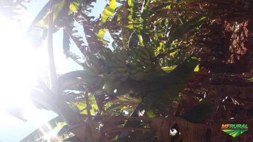 Imagem BANANAS MAÇA DIRETO DO PRODUTOR RURAL, PRODUTO DE PRIMEIRA QUALIDADE . Imagem BANANAS MAÇA DIRETO DO PRODUTOR RURAL, PRODUTO DE PRIMEIRA QUALIDADE .