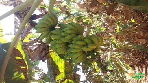 BANANAS MAÇA DIRETO DO PRODUTOR RURAL, PRODUTO DE PRIMEIRA QUALIDADE . Imagem BANANAS MAÇA DIRETO DO PRODUTOR RURAL, PRODUTO DE PRIMEIRA QUALIDADE .