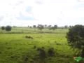 Fazenda Rondon do Pará
