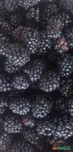 Amora Black Berry graúdas congeladas.