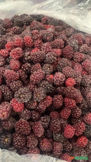 Amora blackberry Imagem Amora blackberry