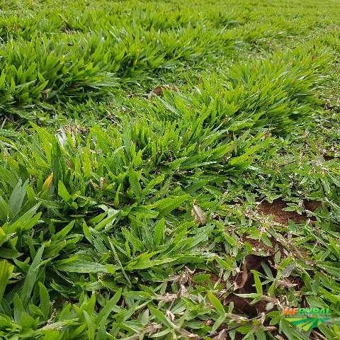 Produção Grama Esmeralda Imagem Produção Grama Esmeralda