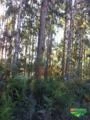 15 mil ávores de eucalipto