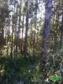 15 mil ávores de eucalipto