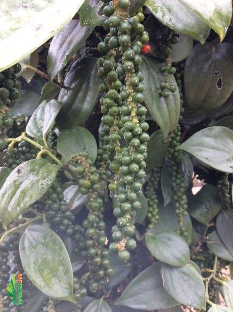 Pimenta do reino Imagem Pimenta do reino