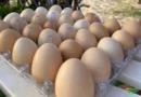 Ovos caipira atacado e varejo