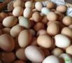 Ovos caipira atacado e varejo