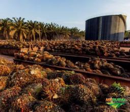 Óleo de palma refinado Biodiesel-Cosmético-alimento