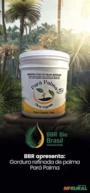 BBR Apresenta a gordura de palma refinada - Pará palma 100% natural semi - liquida