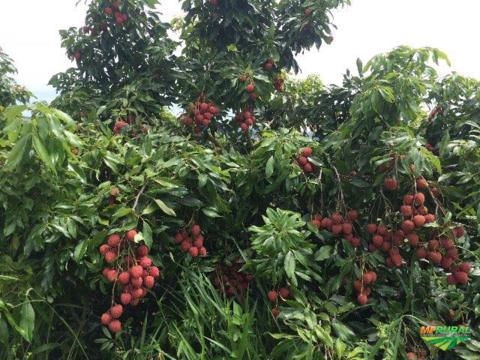 Lichia (fruta) Imagem Lichia (fruta)