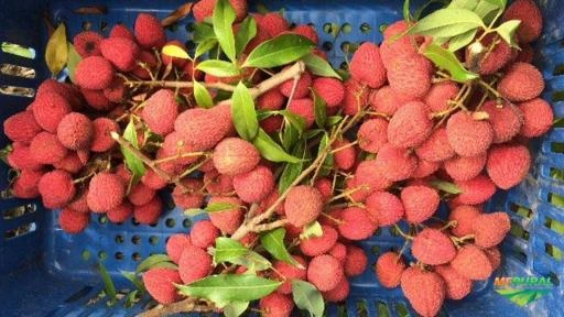 Imagem Lichia (fruta) Imagem Lichia (fruta)