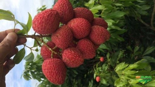 Imagem Lichia (fruta) Imagem Lichia (fruta)