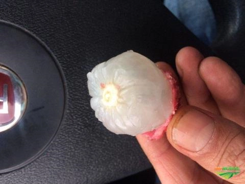 Imagem Lichia (fruta) Imagem Lichia (fruta)