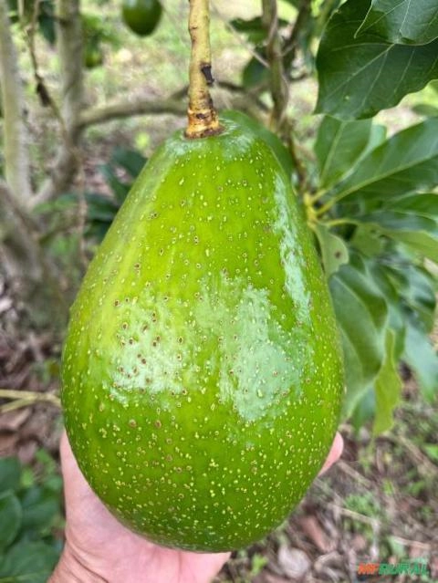 Abacate Imagem Abacate