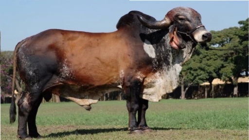 Sêmen Sexado de Fêmea – Jaguar TE do Gavião Imagem Sêmen Sexado de Fêmea – Jaguar TE do Gavião