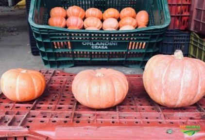 Minimoranga nacional Imagem Minimoranga nacional