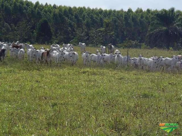 Fazenda no Extremo Sul baiano!