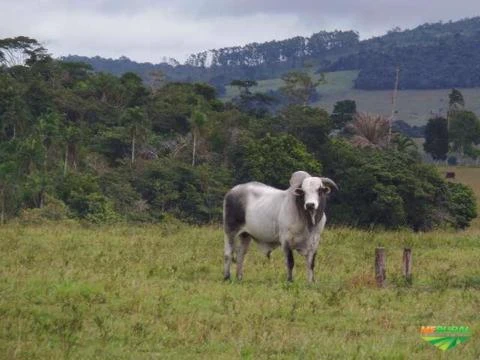 Fazenda no Extremo Sul baiano!