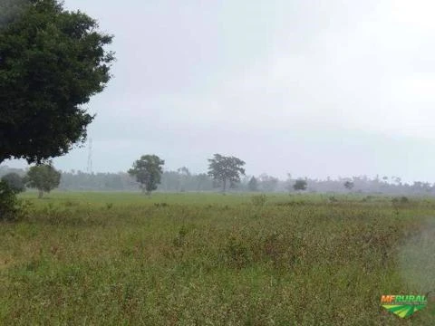 Fazenda no Extremo Sul baiano!