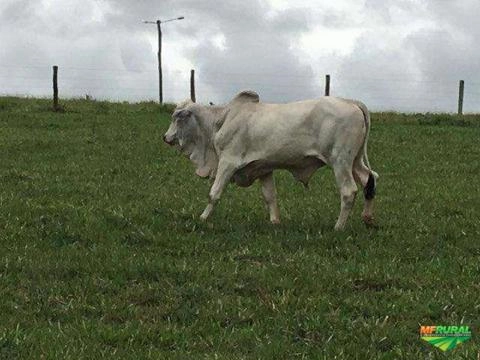 Imagem Nelore Mocho PO Imagem Nelore Mocho PO