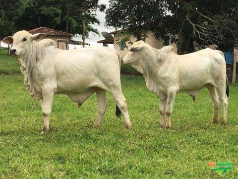 Imagem Nelore Mocho PO Imagem Nelore Mocho PO