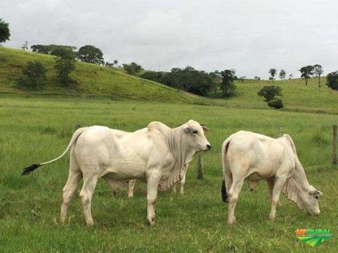 Imagem Nelore Mocho PO Imagem Nelore Mocho PO