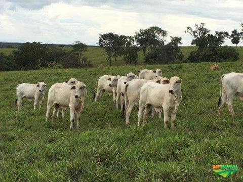 Imagem Nelore Mocho PO Imagem Nelore Mocho PO