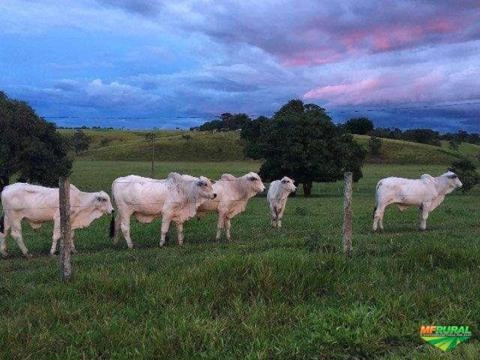 Nelore Mocho PO Imagem Nelore Mocho PO