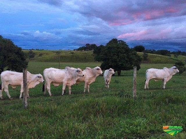 Nelore Mocho PO Imagem Nelore Mocho PO