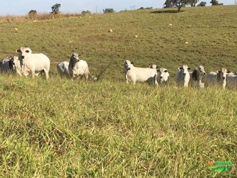 Imagem Nelore Mocho PO Imagem Nelore Mocho PO