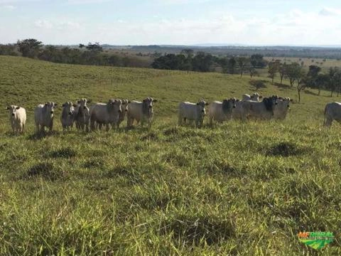 Imagem Nelore Mocho PO Imagem Nelore Mocho PO