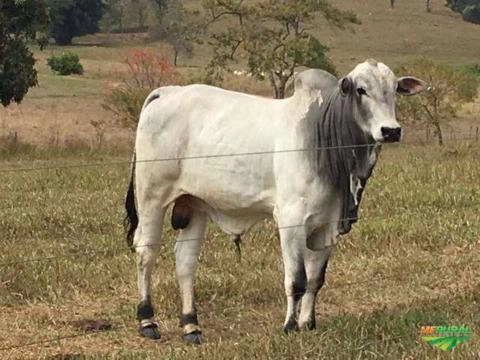 Imagem Nelore Mocho PO Imagem Nelore Mocho PO
