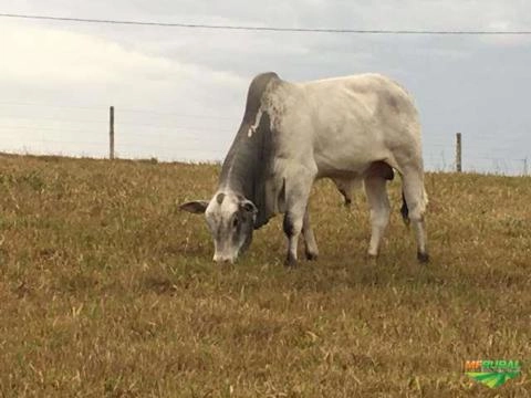 Imagem Nelore Mocho PO Imagem Nelore Mocho PO