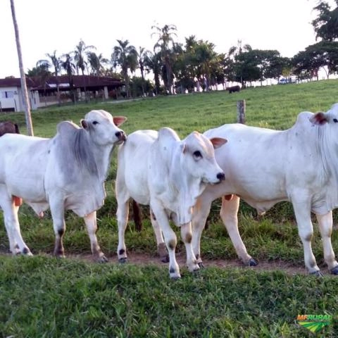 Imagem Nelore Mocho PO Imagem Nelore Mocho PO