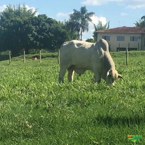 Imagem Nelore Mocho PO Imagem Nelore Mocho PO