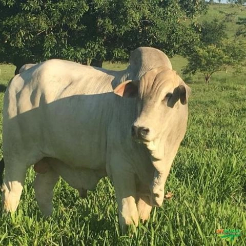 Imagem Nelore Mocho PO Imagem Nelore Mocho PO