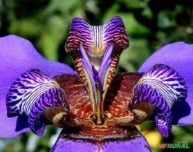 Iris azul Falsa