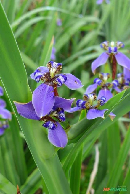 Iris azul Falsa