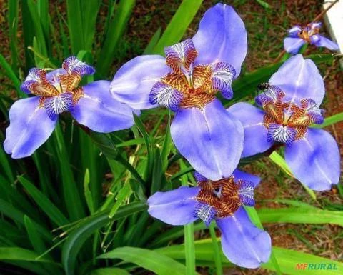 Iris azul Falsa